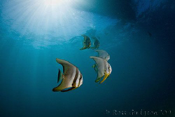 My wife Mary and some friendly Batfish under our boat.  N... by Ross Gudgeon 